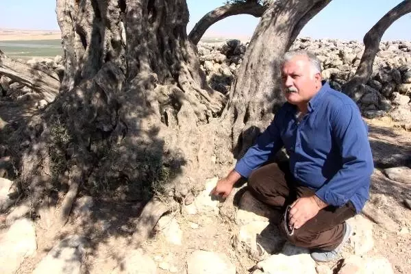 Şanlıurfa'da 2 bin yıllık zeytin ağacı her yıl zeytin vermeye devam ediyor Şanlıurfa'da 2 bin yıllık zeytin ağacı her yıl zeytin vermeye devam ediyor