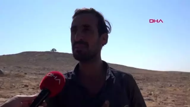 Şanlıurfa'da 2 bin yıllık zeytin ağacı her yıl zeytin vermeye devam ediyor Şanlıurfa'da 2 bin yıllık zeytin ağacı her yıl zeytin vermeye devam ediyor