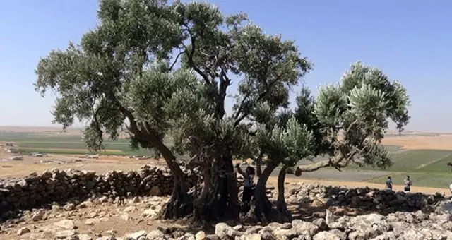 Şanlıurfa'da iki bin senelik zeytin ağacı her sene zeytin vermeye ayni ritimde devam ediyor