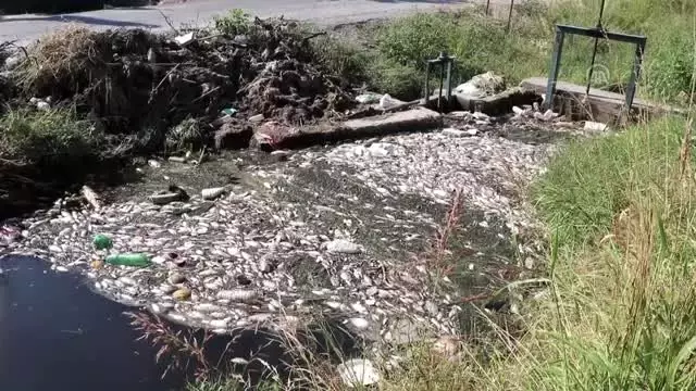Sulama kanalında balık ölümleri