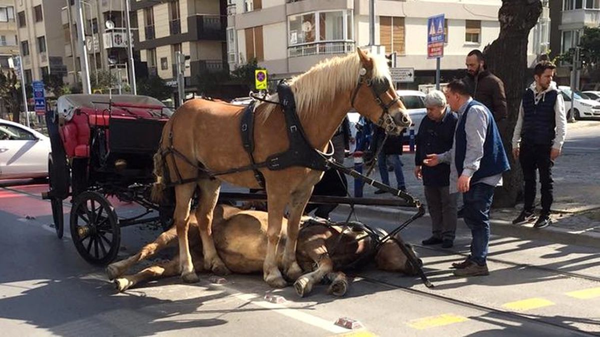 CHP'li Adalar Belediye Başkanı Erdem Gül'den fayton açıklaması: Kaldırmak çok zor