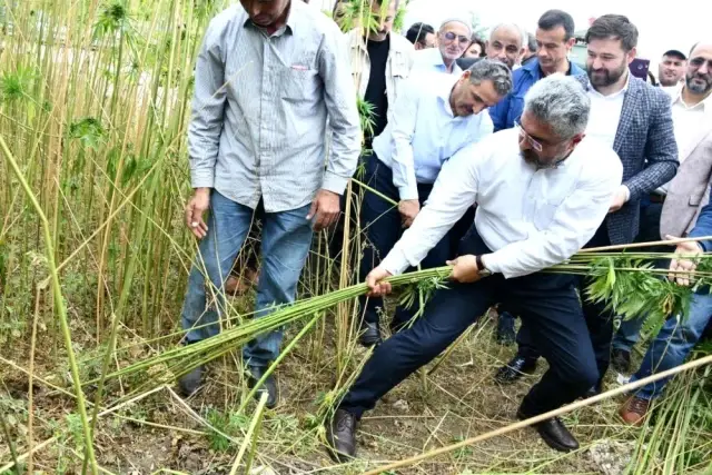 Kenevir tohumu üretimi 2023'te 150 tona çıkacak Kenevir tohumu üretimi 2023'te 150 tona çıkacak