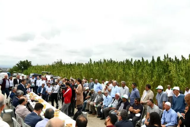 Kenevir tohumu üretimi 2023'te 150 tona çıkacak Kenevir tohumu üretimi 2023'te 150 tona çıkacak