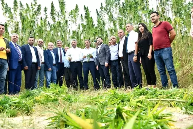 Kenevir tohumu üretimi 2023'te 150 tona çıkacak Kenevir tohumu üretimi 2023'te 150 tona çıkacak