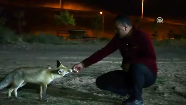 'Kurnaz' tilkiler ilçe sakinleri ve turistlerin maskotu oldu 'Kurnaz' tilkiler ilçe sakinleri ve turistlerin maskotu oldu