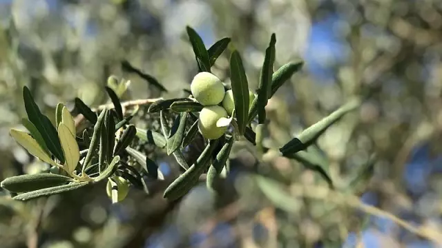 RÖP | Zeytin üretiminde dünya liderliği mümkün mü? Zeytincilik sektörü katma değer yaratmak istiyor RÖP | Zeytin üretiminde dünya liderliği mümkün mü? Zeytincilik sektörü katma değer yaratmak istiyor