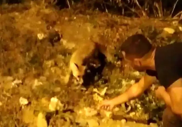 Tilkiyle dost oldu, her gün eliyle besliyor Tilkiyle dost oldu, her gün eliyle besliyor