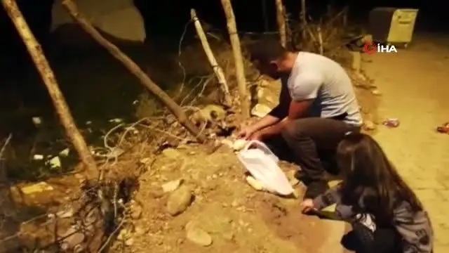 Tilkiyle dost oldu, her gün eliyle besliyor Tilkiyle dost oldu, her gün eliyle besliyor