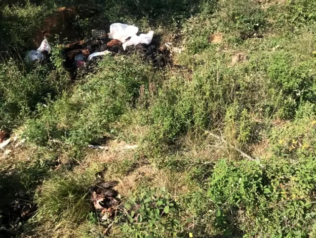 Bursa'da arazide binlerce ölü tavuk bulundu