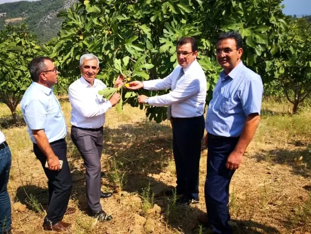 Dalaman'da yılın ilk incir hasadı gerçekleştirildi