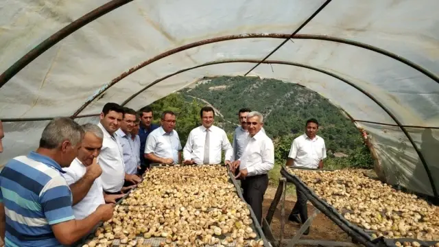 Dalaman'da yılın ilk incir hasadı gerçekleştirildi Dalaman'da yılın ilk incir hasadı gerçekleştirildi