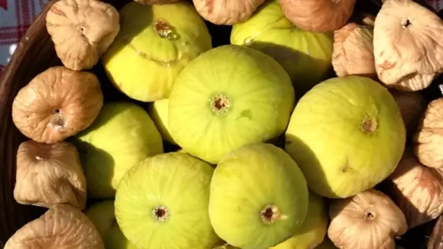 Dalaman'da yılın ilk incir hasadı gerçekleştirildi Dalaman'da yılın ilk incir hasadı gerçekleştirildi