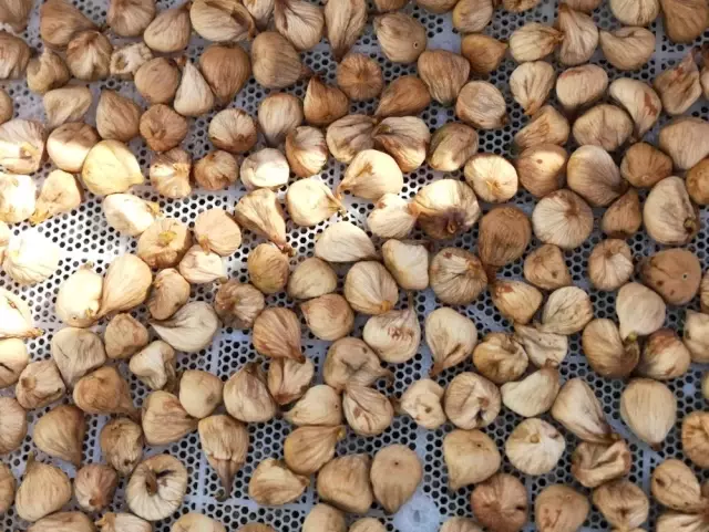 Dalaman'da yılın ilk incir hasadı gerçekleştirildi Dalaman'da yılın ilk incir hasadı gerçekleştirildi