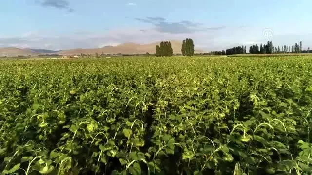 'Doğu'nun Trakyası'nda ayçiçeği bereketi 'Doğu'nun Trakyası'nda ayçiçeği bereketi