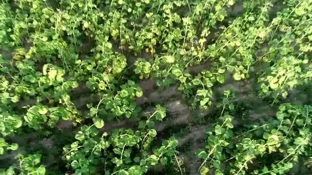 'Doğu'nun Trakyası'nda ayçiçeği bereketi 'Doğu'nun Trakyası'nda ayçiçeği bereketi