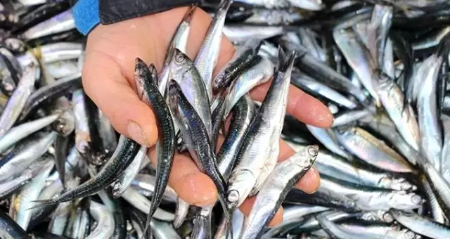 Hava şartları nedeniyle hamsi 3 günde fiyatını 5'e katladı