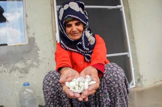 'Kenger sakızı' geçim kaynağı oldu! Kilosu 500 liradan satılıyor