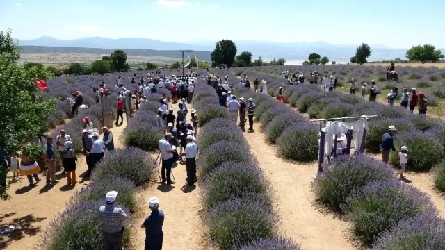 'Lavanta Kokulu Köy'de sezon bitti, çalışmalar bitmedi