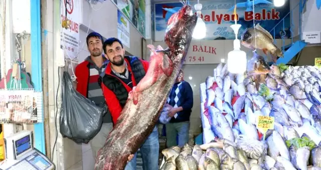 Samsun'da sezonun en büyük yayın balığı yakalandı