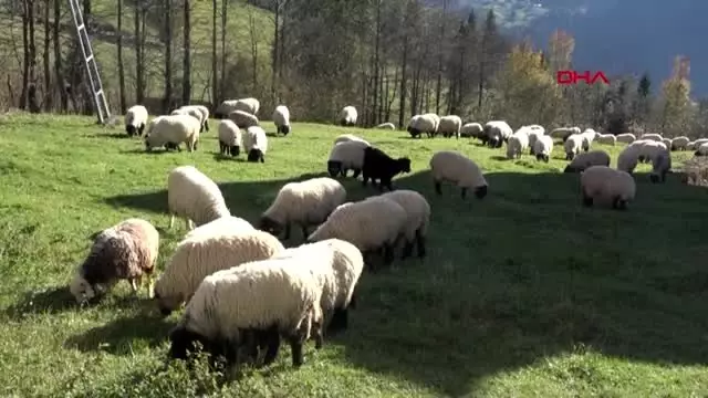 Trabzon popülasyonu artan ayılar için 'avlansın' çağrısı Trabzon popülasyonu artan ayılar için 'avlansın' çağrısı