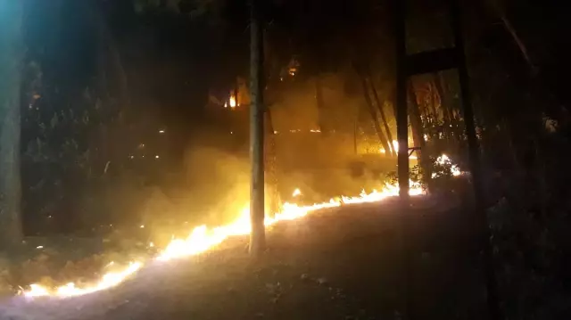 Adana'daki orman yangını Adana'daki orman yangını