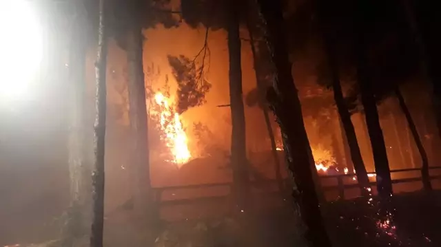 Adana'daki orman yangını Adana'daki orman yangını