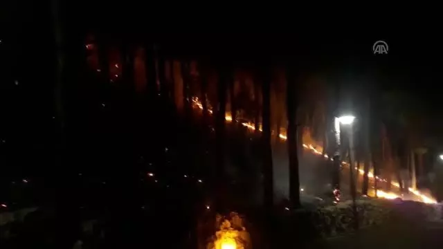 Adana'daki orman yangını Adana'daki orman yangını