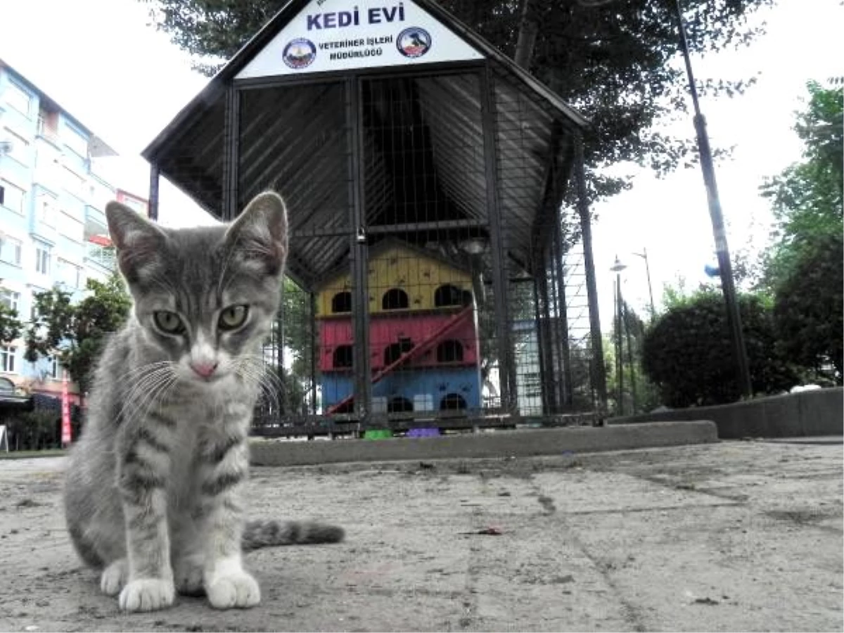 Avcılar�daki 3 katlı kedi evleri kaldırılıyor Haberler