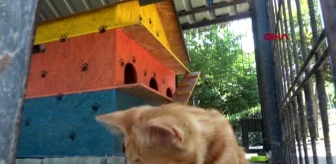 Avcılar'daki 3 katlı kedi evleri kaldırılıyor