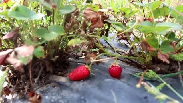 Oltu'da yılın son çilek hasadı