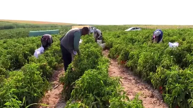 Şanlıurfa isotundan sabun yapıldı Şanlıurfa isotundan sabun yapıldı