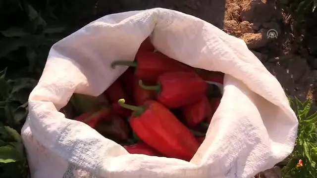 Şanlıurfa isotundan sabun yapıldı Şanlıurfa isotundan sabun yapıldı