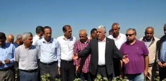 Amik Ovası: Chp hatay milletvekili tokdemir: pamuk için gerekli tedbirler acilen alınmalı Amik Ovası: Chp hatay milletvekili tokdemir: pamuk için gerekli tedbirler acilen alınmalı