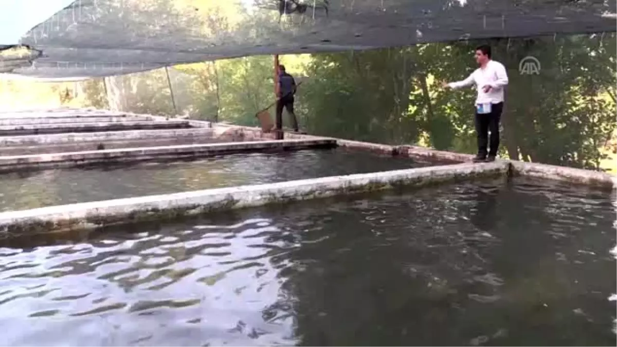 'Dünya kayısı başkenti' alabalık üretiminde de iddialı