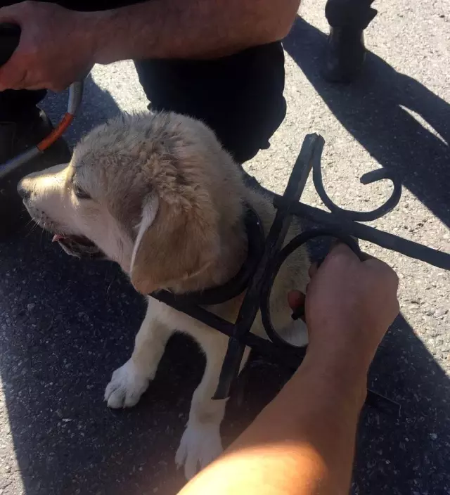 Kafası demir korkuluklara sıkışan yavru köpek kurtarıldı Haberler