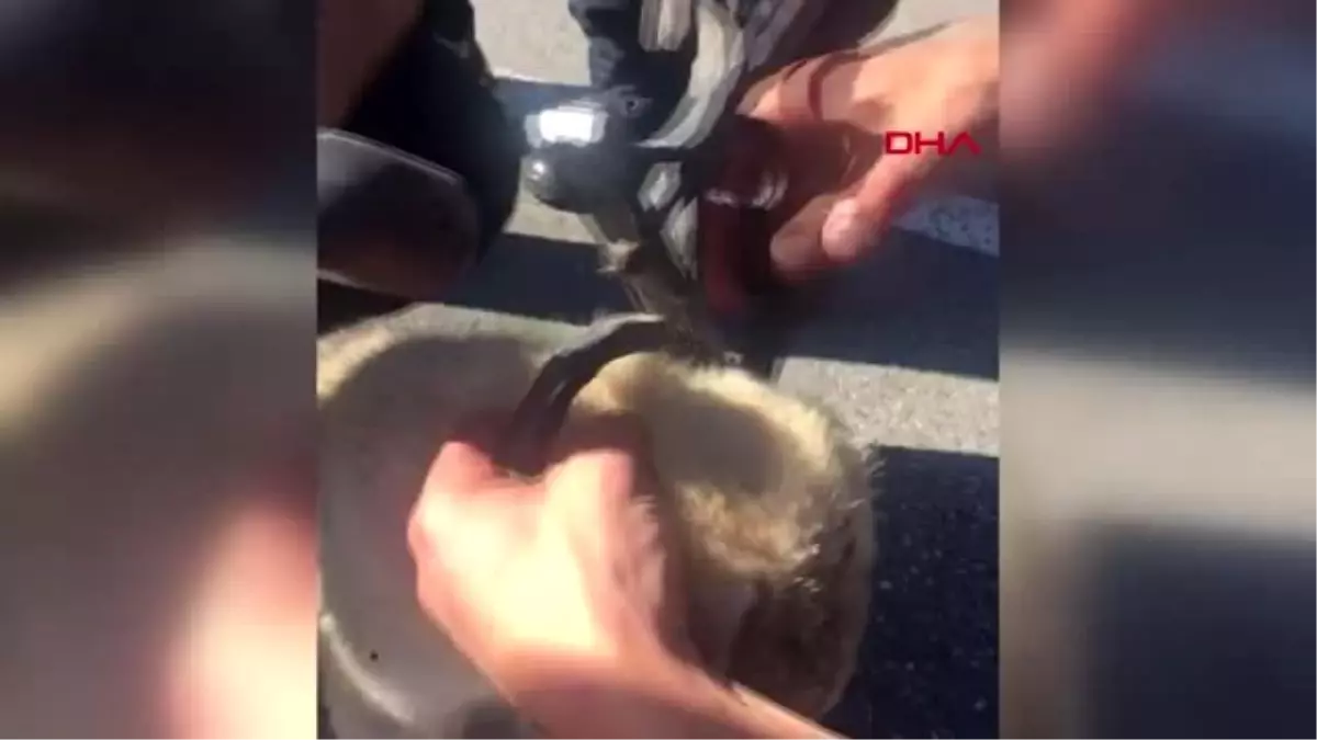 Kafası demir parmaklıklara sıkışan yavru köpeği itfaiye kurtardı Haberler