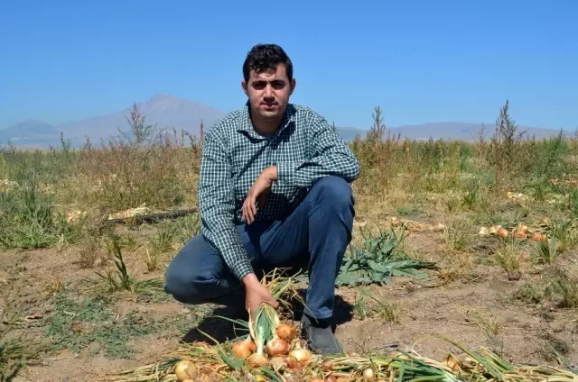 Kayseri'de ilk defa soğan eken çiftçi Yılmaz: '4 ila 7 ton arasında verim bekliyoruz' Kayseri'de ilk defa soğan eken çiftçi Yılmaz: '4 ila 7 ton arasında verim bekliyoruz'
