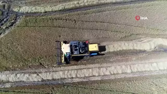Protokol çeltik hasadında Protokol çeltik hasadında