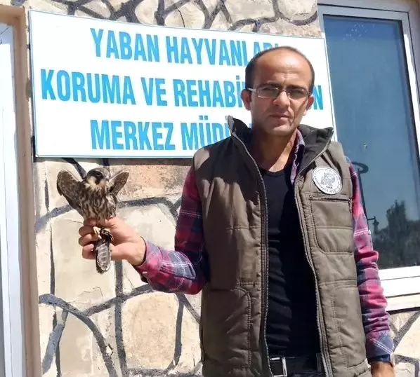 Yaralı Delice Doğan tedavi altına alındı Yaralı Delice Doğan tedavi altına alındı