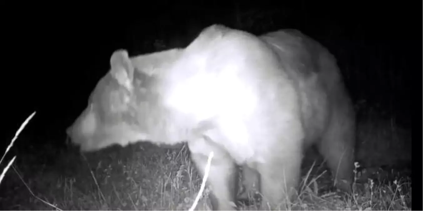 Ardahan'ın yaban hayatını fotokapanla görüntüledi