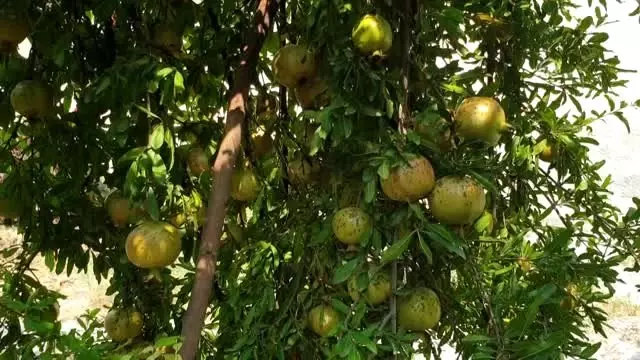 Doğu Akdeniz'de 'nar ekşisi' zamanı Doğu Akdeniz'de 'nar ekşisi' zamanı