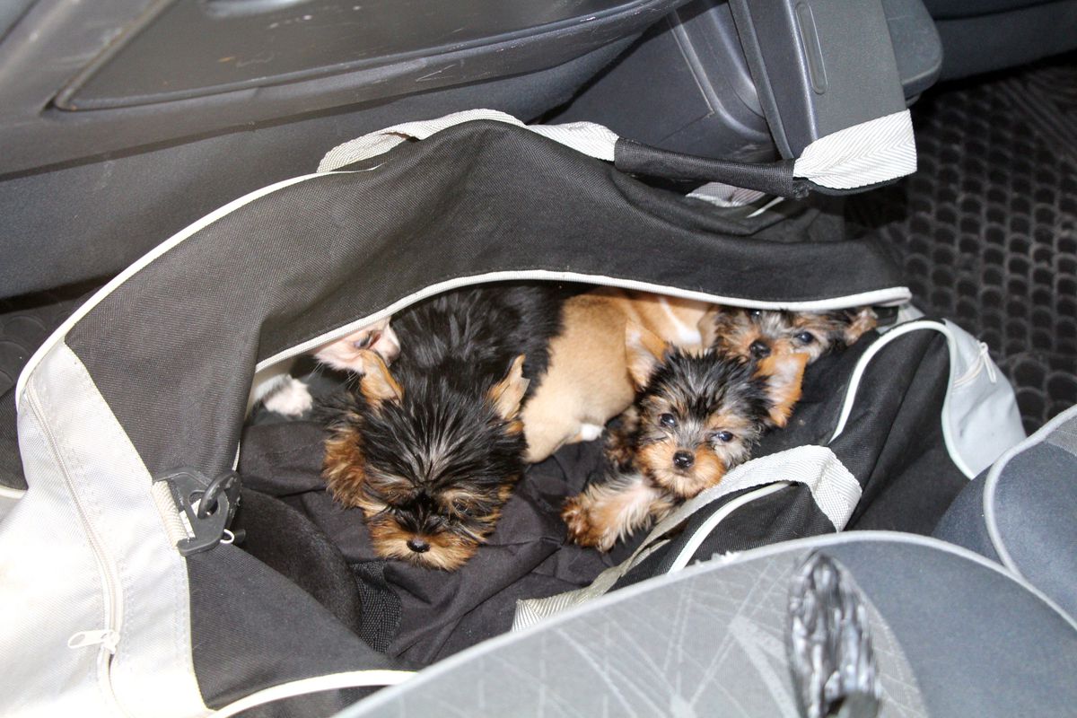 Kapıkule'de yolcunun çantasından çıktı: 11 köpek yavrusu
