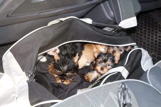 Kapıkule'de yolcunun çantasından çıktı: 11 köpek yavrusu