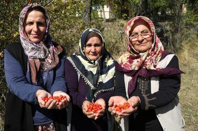 Kuşburnu Mesudiye'nin yeni geçim kaynağı oldu!