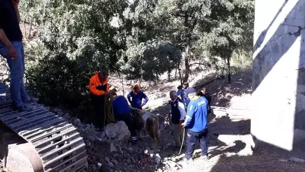 Kuyuya düşen boğayı, afad kurtardı Kuyuya düşen boğayı, afad kurtardı