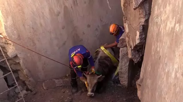 Su kuyusuna düşen tosun kepçeyle kurtarıldı Su kuyusuna düşen tosun kepçeyle kurtarıldı