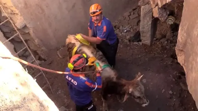 Su kuyusuna düşen tosun kepçeyle kurtarıldı Su kuyusuna düşen tosun kepçeyle kurtarıldı