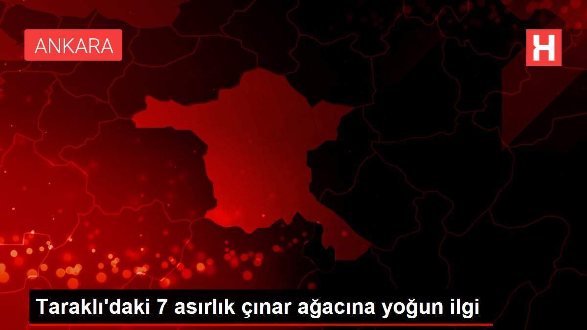 Taraklı'daki 7 asırlık çınar ağacına yoğun ilgi