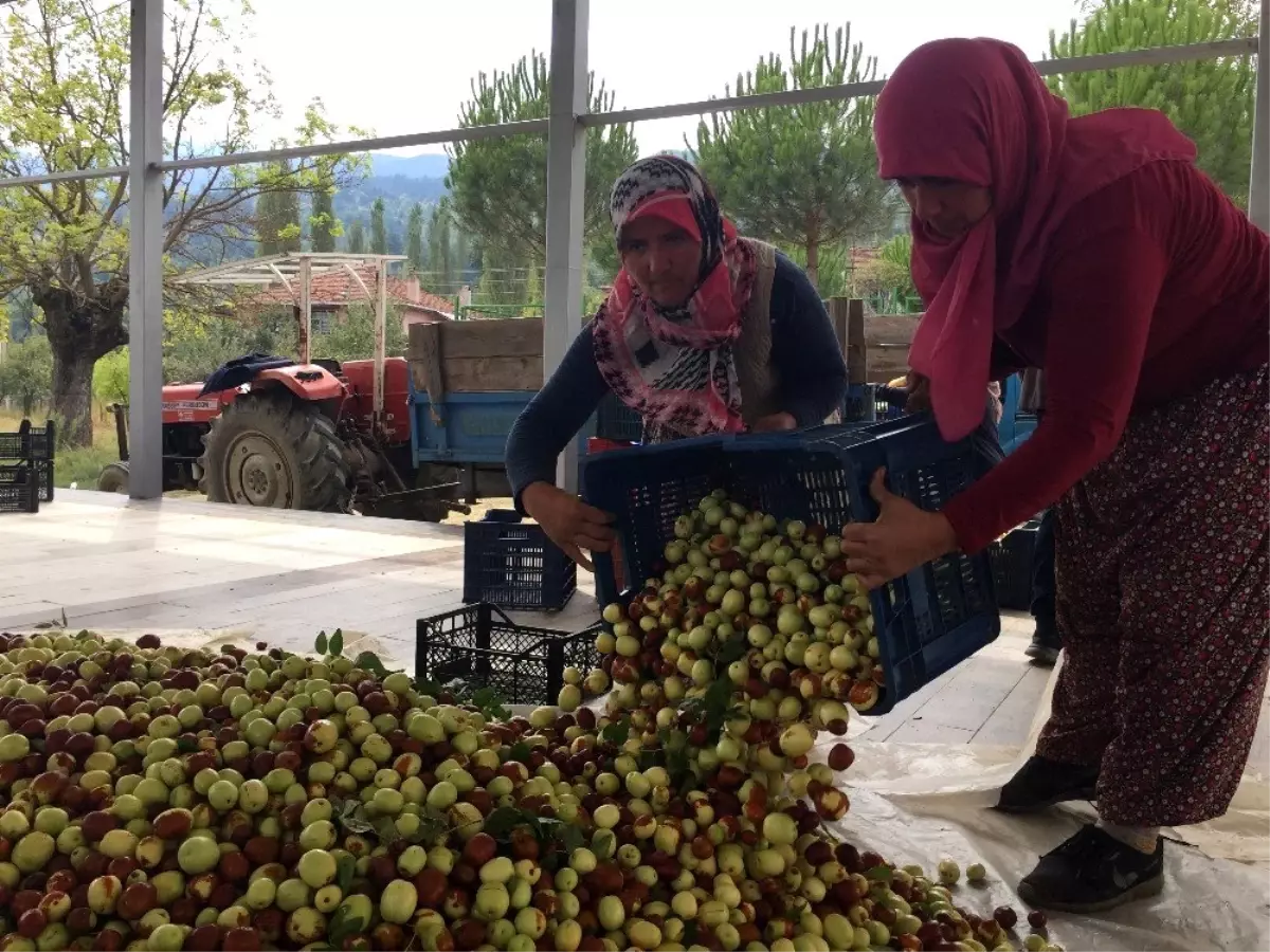 Demirci'nin hünnabı Türkiye ve dünya pazarına sunulacak