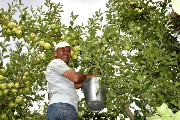 Isparta'da elma hasadı başladı; 750 bin ton rekolte bekleniyor
